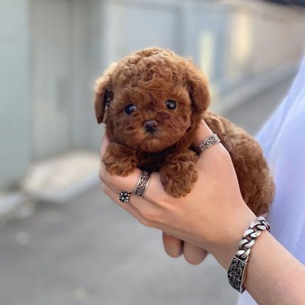 Bella Toy Poodle