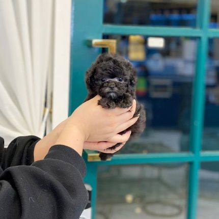 Maggie Teacup Poodle