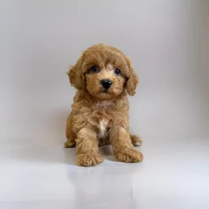 teacup cavapoo