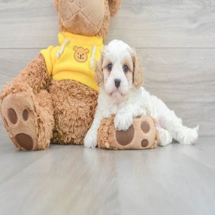 Josh Teacup Cavapoo