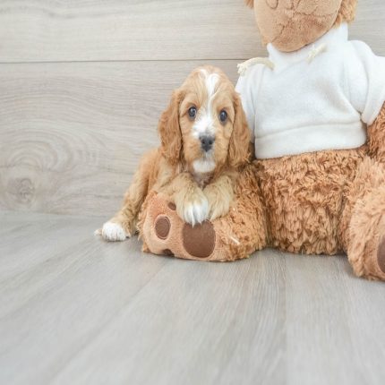 Moe Micro Cavapoo