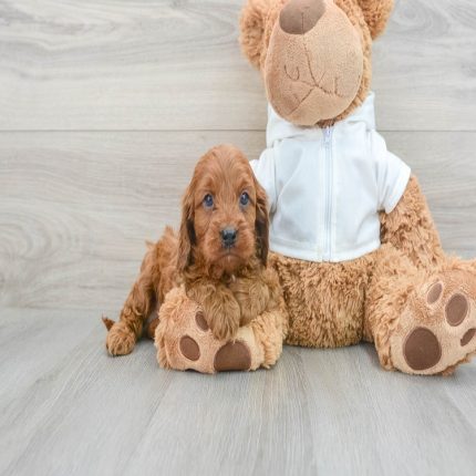 Qdoba Cavapoo Puppy