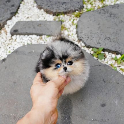 Teddy Micro Teacup Pomeranian