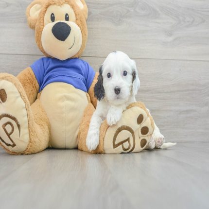 Gemma Toy Cavapoo