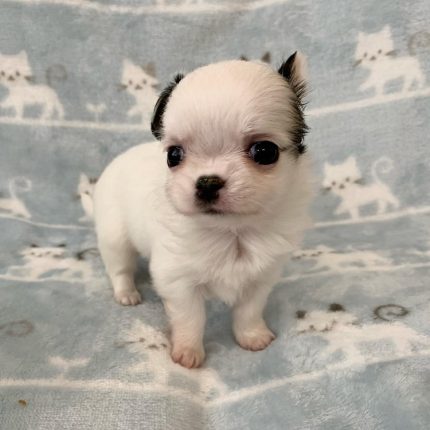 Diva